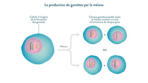 La Transmission De L Information G N Tique Et Des Informations