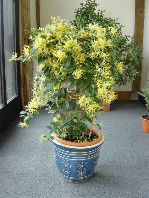 Lonicera Japonica Genesis Plant Marketing Ltd