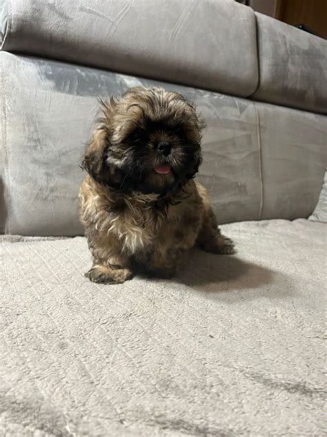 Shih Tzu Suczka Nela Karlikowo OLX Pl