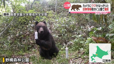 目撃情報相次ぐ公園で クマの姿とらえる（2019年6月20日掲載）｜日テレnews Nnn