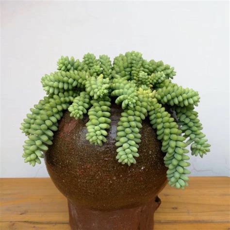 Donkeys Tail Succulent Sedum Morganianum Three Cuttings Etsy