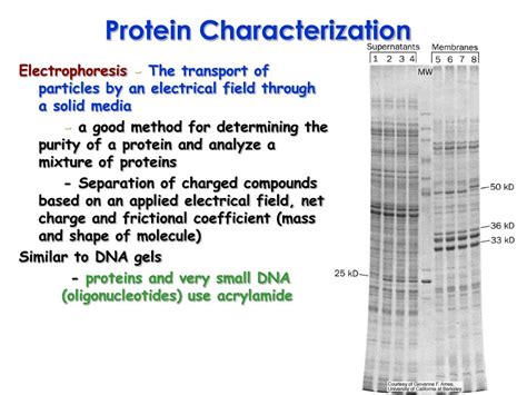 Ppt Protein Purification And Characterization Powerpoint Presentation Id 649624