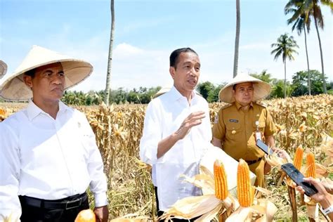 Tinjau Panen Raya Jagung Di Boalemo Jokowi Harap Indonesia Bisa