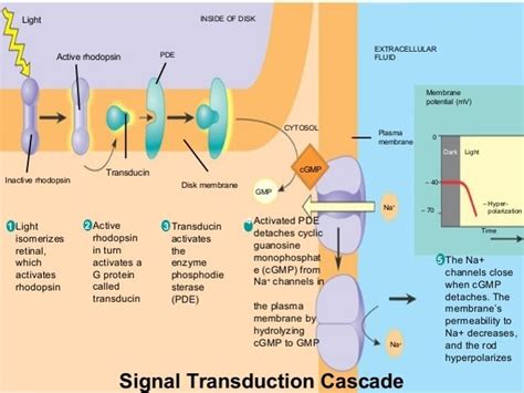 Kondo Physiology Exam Signal Transduction Diagram Quizlet