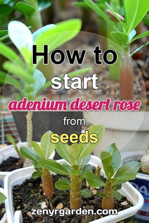 Adenium Obesum Vs Arabicum What S The Difference Artofit