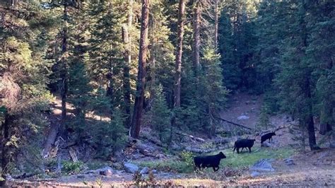 A U S Federal Feral Cow Massacre Starts Today