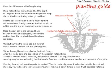 Tree And Shrub Planting Guide — Van Windens