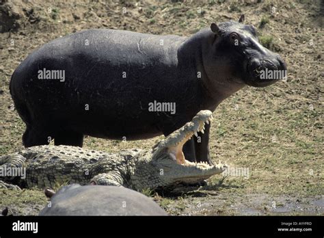 Hippo Attacks Crocodile