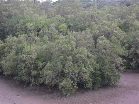 Geography Group on Mangrove: Geography: Natural Vegetation - Mangroves