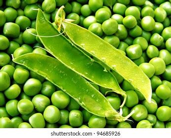 Best Empty Pea Pod Royalty Free Images Stock Photos Pictures