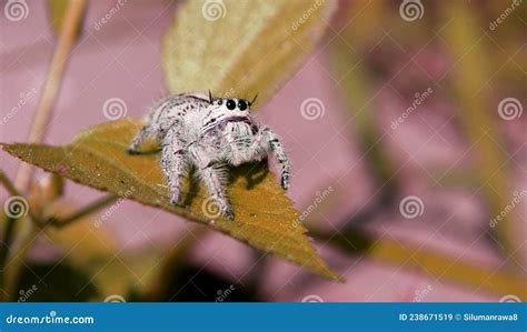 Macaco Armado Na Aranha Saltadora Hyllus Semicupreus Imagem De Stock