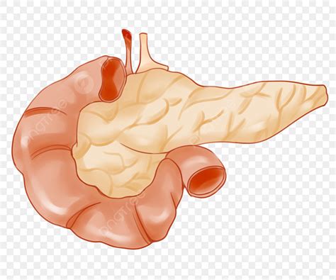 Cartoon Pancreas Clipart