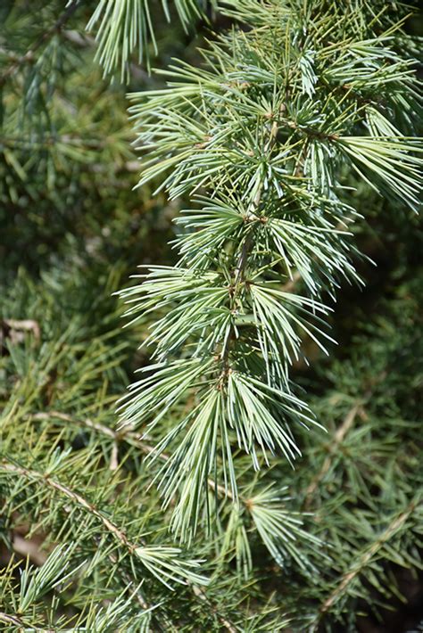 Snow Sprite Deodar Cedar Cedrus Deodara Snow Sprite In Long Island