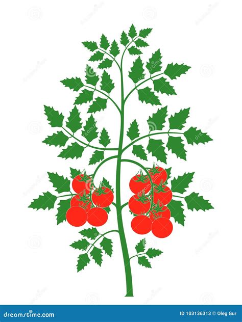 Tomato Plant Isolated Tomato On White Background Stock Vector