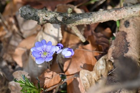 Leberbl Mchen Leberbl Mchen Hepatica Nobilis C Josef A Flickr