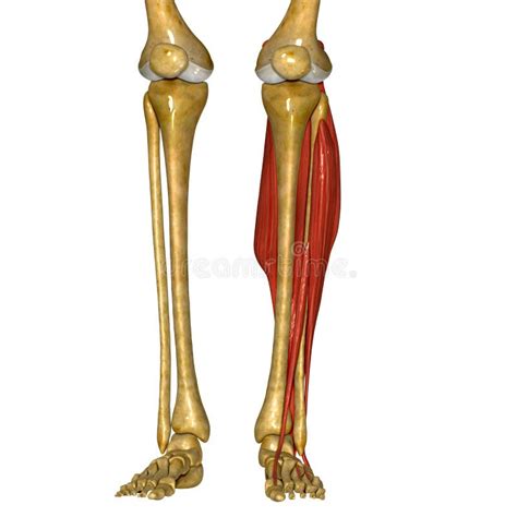 Collection 102+ Pictures The Femur Tibia And Fibula Are Bones Of The ...