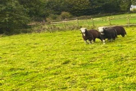 3 Herdwick In-Lamb Breeding Gimmers | SellMyLivestock - The Online Livestock Marketplace