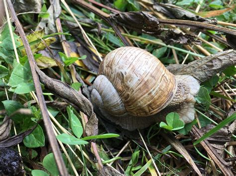 Snail Ravlyk Slug Free Photo On Pixabay Pixabay