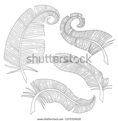 Vector Set Isolated Feathers Stock Vector Royalty Free 1293324628