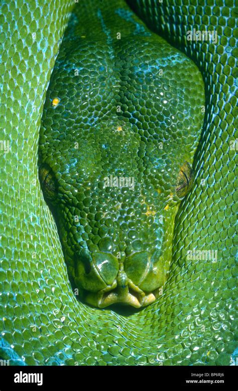 Green Tree Python Morelia Viridis New Guinea Stock Photo Alamy