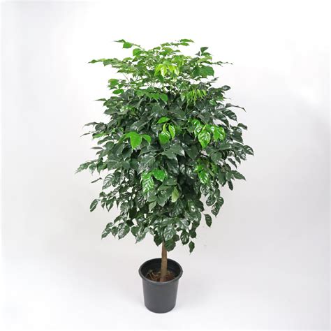 Large China Doll Plant 180cm In Nursery Grow Pot Pulpy Garden