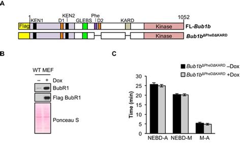 Figures and data in BubR1 alterations that reinforce mitotic ...