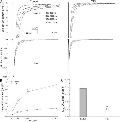 Effects Of Tetrodotoxin TTX On The Rate Dependence Of I NaL In