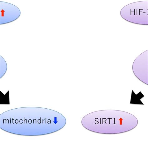 Effects Of Resveratrol On Hypoxia Resveratrol Exerts Protective