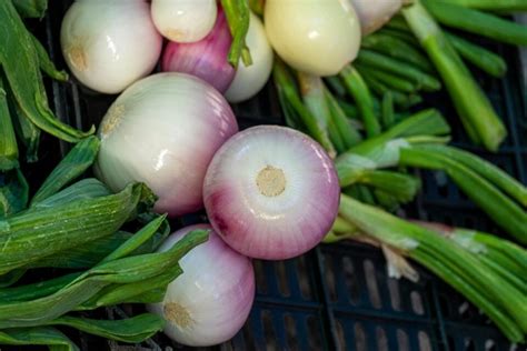 When To Harvest Onions Minneopa Orchards