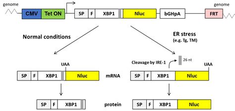 Pto Sp Xbp Nluc Frt Xbp Splicing Reporter Plasmid Vectors Ximbio