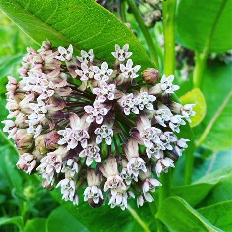 Common Milkweed Seed Pod Monarch Plant Intact Pod With Approx 200