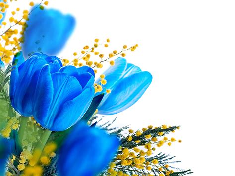 Blue Tulips Wallpaper