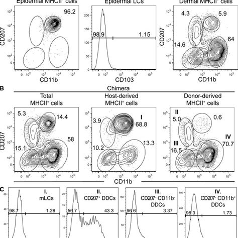 Kinetics Of Langerin Repopulation In The Epidermis And In Skin Dlns