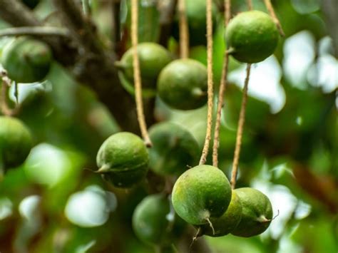 Macadamia Nuts Exploring The Benefits History Nutritional Value Tv