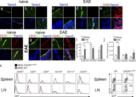 CXCR7 Is Expressed By Endothelial Cells Within The CNS And B Cells