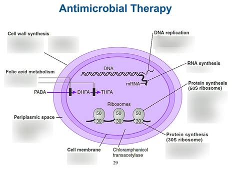 5 3 Antimicrobials Diagram Quizlet