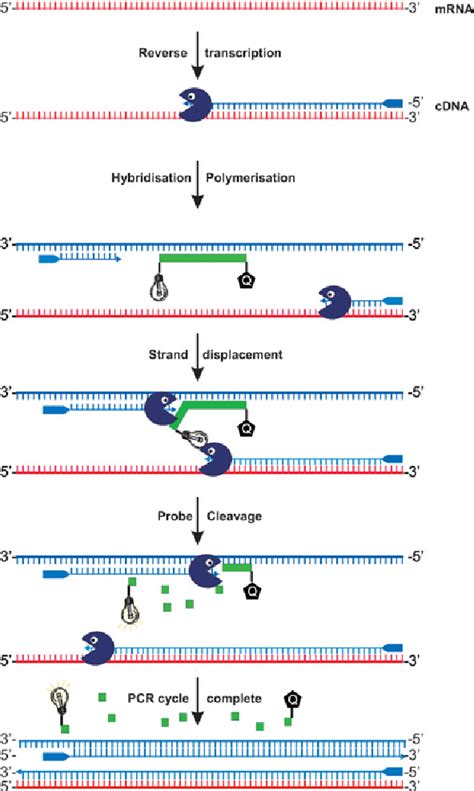 Pdf Real Time Reverse Transcription Pcr Qrt Pcr And Its Potential