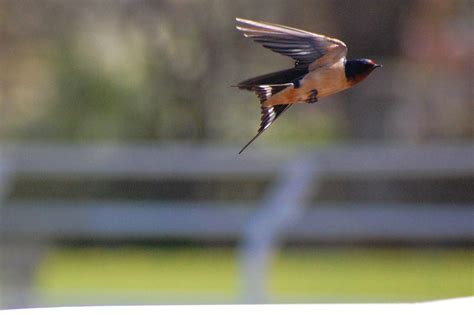 Barn Swallow Windsor Ontario Canada Paul Higginbottom Flickr