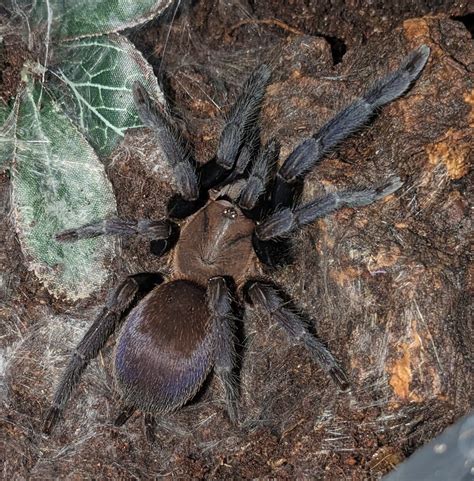 Orphnaecus Sp Quezon Blue Female Arachnoboards