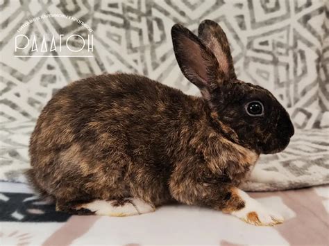 Декоративные карликовые кролики в Москве, Области 🐰