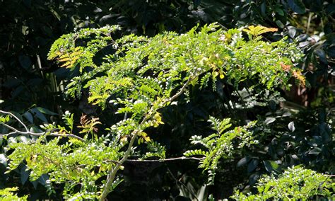 Water Locust Gleditsia Aquatica Tosohatchee Wma Orange Flickr