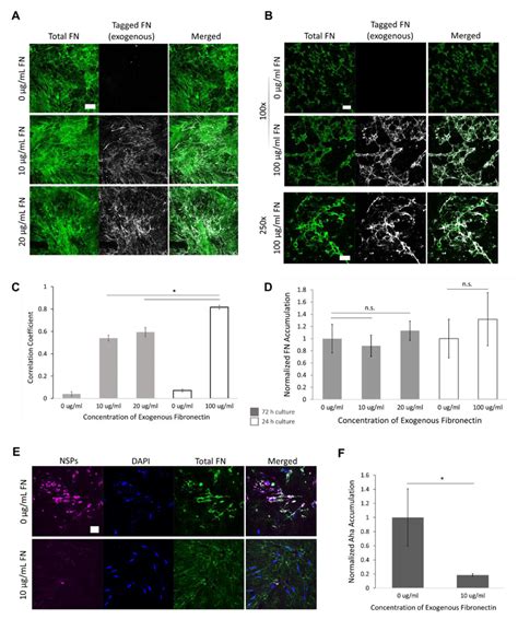 A Representative FN Matrix Visualization From Decellularized