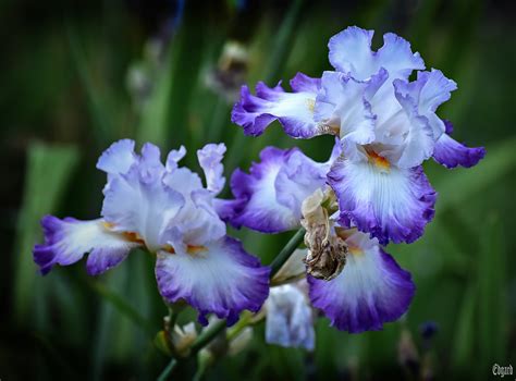 Iris White Purple White Purple Irises From The Collection  Flickr