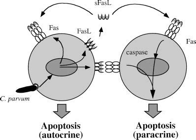 Schematic Model Of C Parvum Induced Apoptosis In Biliary Epithelial