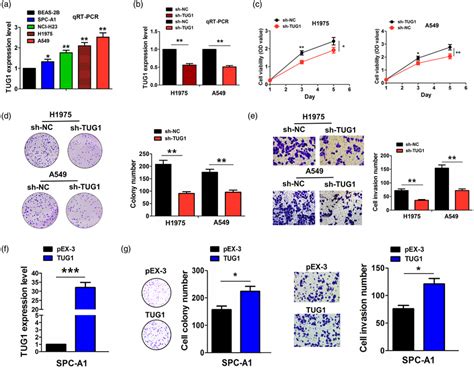 TUG1 Accelerated The Proliferation And Invasion Of LAC Cells A