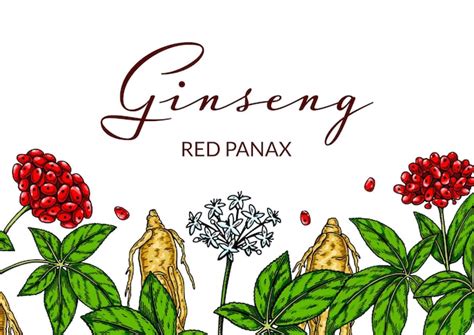 Premium Vector Ginseng Colorful Horizontal Design Hand Drawn