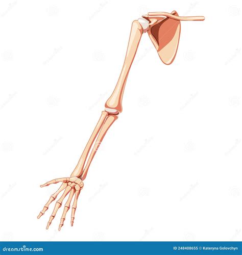 Upper Limb Arm With Shoulder Girdle Skeleton Human Front View Set Of