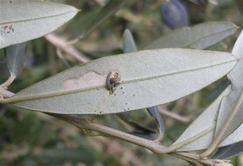 Tignola Verde Dell Olivo Margaronia