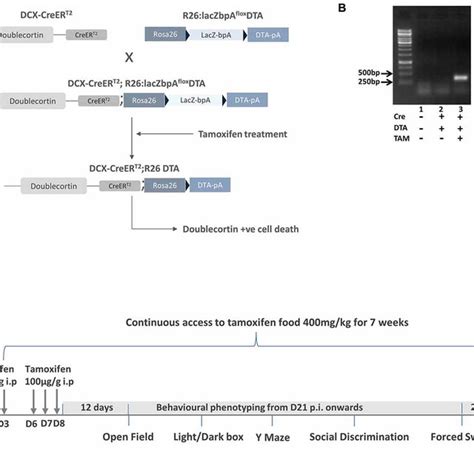 Two Way Anova Table With Genotype And Sex As Main Factors Download Table