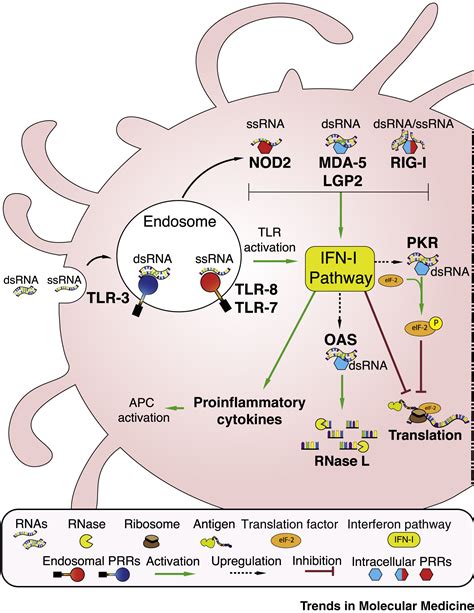 Tailoring MRNA Vaccine To Balance Innate Adaptive Immune Response